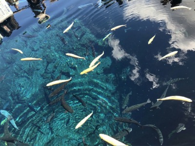 <忍野八海>澄んだ湧水 富士山駅の観光名所--忍野八海