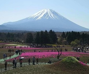 <富士芝桜まつり>満開には遠いですが 河口湖駅の観光名所--富士芝桜まつり